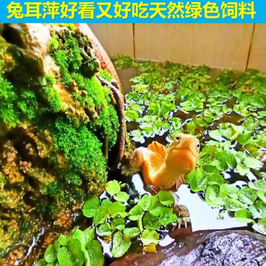 葫蘆可以用作魚(yú)缸造景的一部分，但需要注意適度管理和維護(hù)：水葫蘆可以用作魚(yú)缸造景的一部分，但需要注意適度管理和維護(hù) 魚(yú)缸百科 第1張