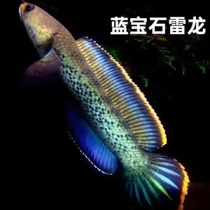 幻彩藍(lán)寶石雷龍魚缸大小的飼養(yǎng)技巧雷龍魚的飼養(yǎng)技巧：幻彩藍(lán)寶石雷龍魚的飼養(yǎng) 龍魚百科 第3張