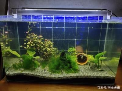 過(guò)濾好的魚缸需要定期更換部分舊水嗎？：過(guò)濾好的魚缸需要定期更換部分舊水 魚缸百科 第3張