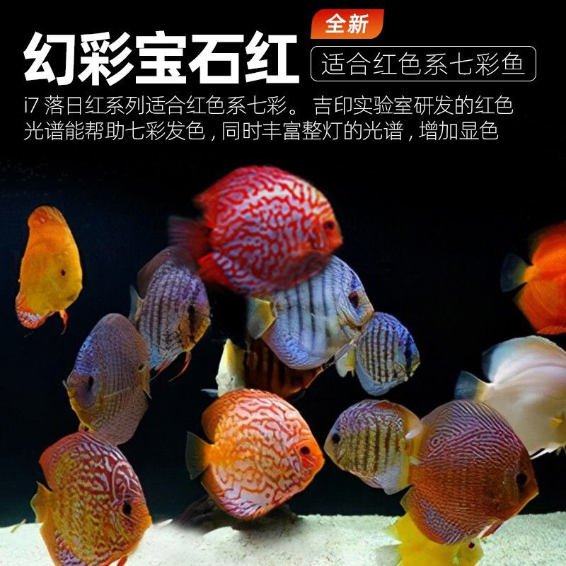 魚缸燈選購指南：紅色魚缸燈安裝魚缸燈的選購指南魚缸燈的選購指南 魚缸百科 第3張