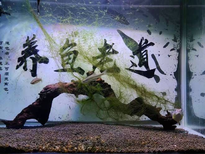 魚缸生態(tài)造景的入門指南：狗頭魚缸生態(tài)造景的入門指南 魚缸百科 第1張