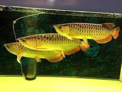 魚缸漏水怎么處理？：水族箱漏水怎么辦？ 魚缸百科