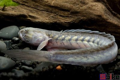 雷龍魚飼養(yǎng)方法：養(yǎng)殖雷龍魚的注意事項 龍魚百科