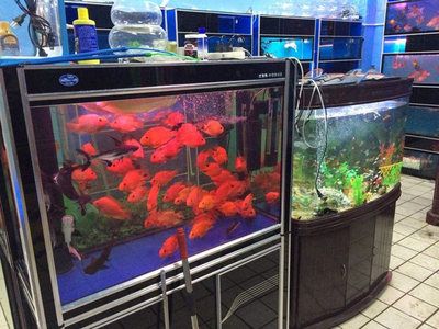 魚(yú)缸定做服務(wù)的店鋪：水族工程公司水族工程水族館：在海城提供魚(yú)缸定做服務(wù)的店鋪 魚(yú)缸百科 第1張