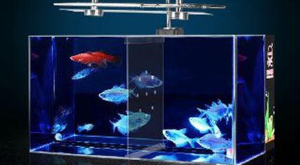 魚(yú)缸定做服務(wù)的店鋪：水族工程公司水族工程水族館：在海城提供魚(yú)缸定做服務(wù)的店鋪 魚(yú)缸百科 第2張