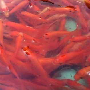 紅綠燈魚和孔雀魚可以混養(yǎng)，紅龍魚的飼養(yǎng)指南是什么：紅綠燈魚可以和孔雀魚混養(yǎng)嗎？