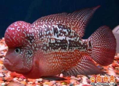 羅漢魚的飼養(yǎng)技巧和注意事項(xiàng)：羅漢魚的混養(yǎng)技巧 魚缸百科 第3張