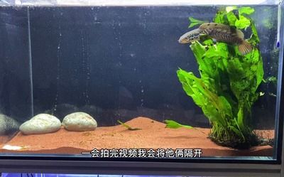 鬼王雷龍魚的飼養(yǎng)技巧鬼王雷龍魚的飼養(yǎng)技巧和技巧：養(yǎng)鬼王雷龍魚的飼養(yǎng)技巧鬼王雷龍魚的飼養(yǎng)技巧和技巧 龍魚百科 第1張