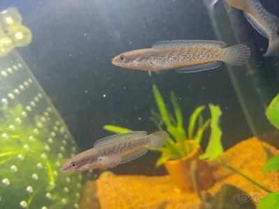 鬼王雷龍魚的飼養(yǎng)技巧鬼王雷龍魚的飼養(yǎng)技巧和技巧：養(yǎng)鬼王雷龍魚的飼養(yǎng)技巧鬼王雷龍魚的飼養(yǎng)技巧和技巧 龍魚百科 第2張