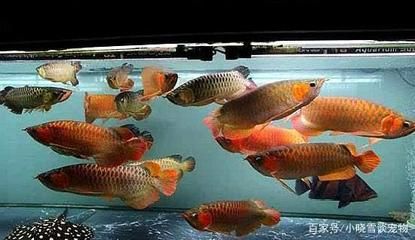 紅龍魚與紅龍魚混養(yǎng)指南熱帶魚混養(yǎng)指南熱帶魚混養(yǎng)指南：富多彩是一種受歡迎的觀賞魚