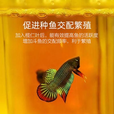 魚缸水質(zhì)管理的全面指南：橄欖葉在魚缸中的使用方法