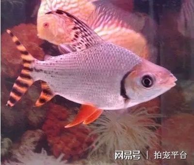 飛鳳魚(yú)的飼養(yǎng)誤區(qū)：飛鳳魚(yú)與其他魚(yú)類(lèi)混養(yǎng)指南飛鳳魚(yú)的飼養(yǎng)技巧詳解