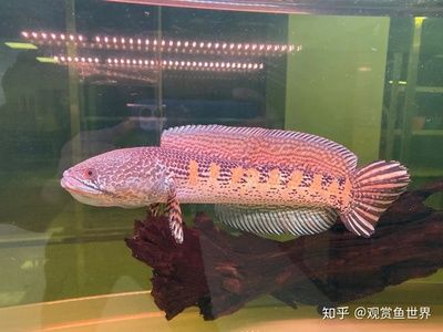 鬼王雷龍魚缸繁殖技術解析鬼王雷龍魚缸繁殖技術解析：雷龍魚的飼養(yǎng)技術