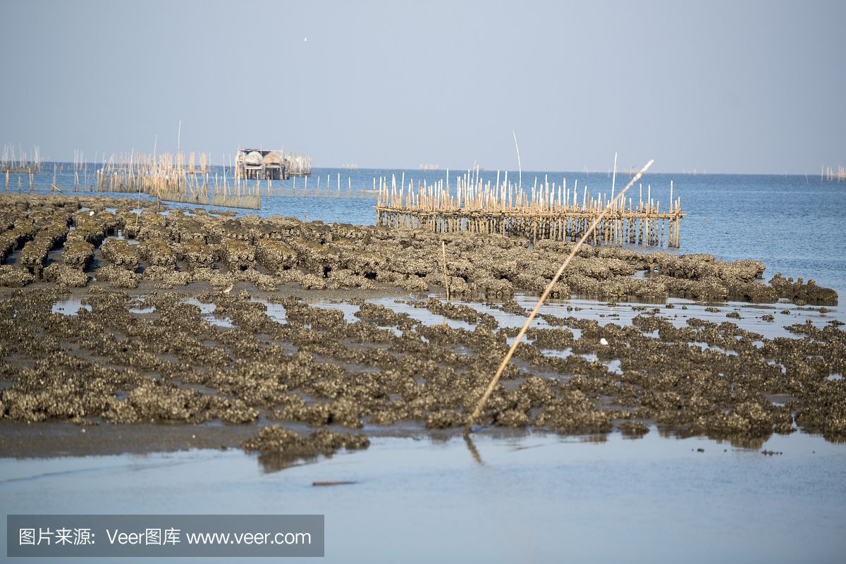 海沙放魚缸底砂是否合適，掌握這些技巧，養(yǎng)魚愛好者更好地選擇：如何選擇適合的魚缸底砂