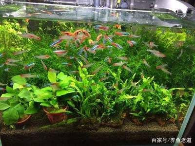 觀賞魚缸中的水草除了解水草飾品外還具有多樣重要作用：水草在觀賞魚缸中的作用 魚缸百科 第3張