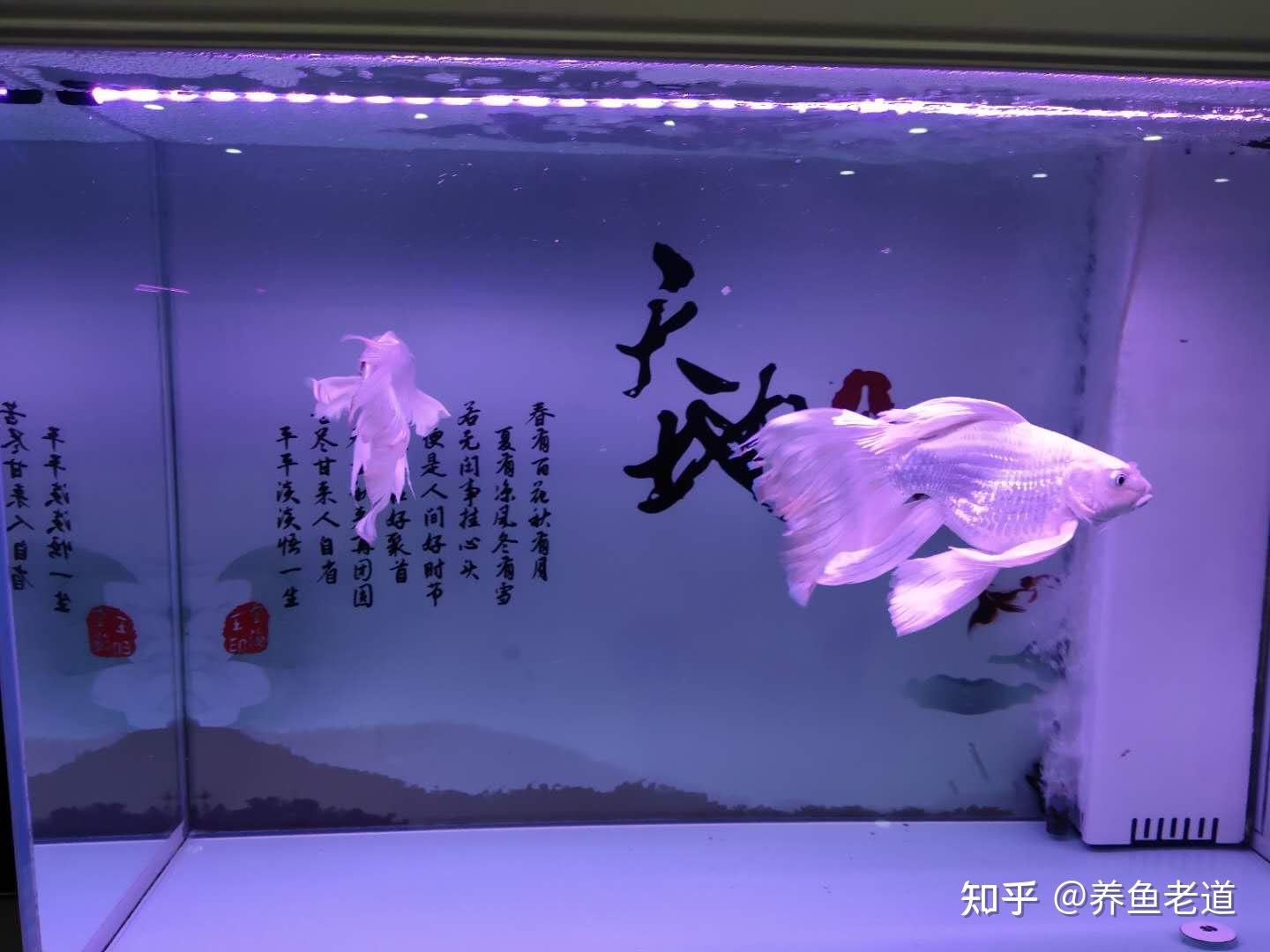 蝴蝶鯉趴缸的原因：蝴蝶鯉到家后趴魚缸底部可能有多種原因 魚缸百科 第2張