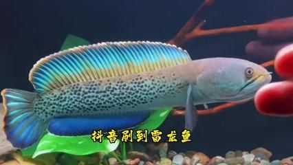 鬼王雷龍魚(yú)的飼養(yǎng)技巧：養(yǎng)鬼王雷龍魚(yú)需要注意以下幾點(diǎn)建議使用1米大缸