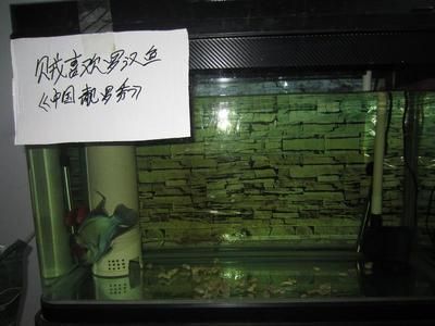 羅漢魚飼養(yǎng)時需要考慮其體型和習性來選擇合適的魚缸：羅漢魚的飼養(yǎng)技巧 魚缸百科 第2張