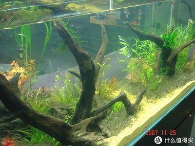 廣州魚(yú)缸造景燈實(shí)體店：廣州水族愛(ài)好者的聚集地 魚(yú)缸百科 第4張