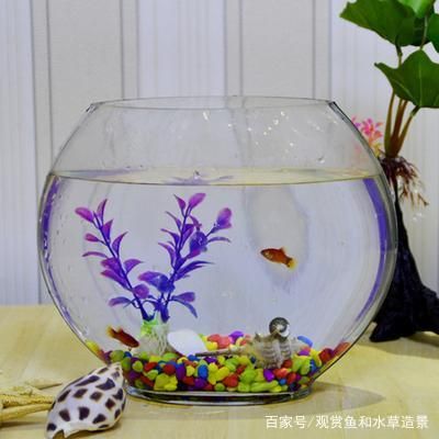 底濾魚缸改造成水草缸的常見方法：底濾魚缸如何改造成水草缸 魚缸百科 第2張