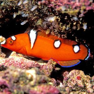 紅龍魚的飼養(yǎng)方法：海水紅龍魚的飼養(yǎng)技巧，紅龍魚的飼養(yǎng)技巧和飼養(yǎng)技巧 龍魚百科 第1張