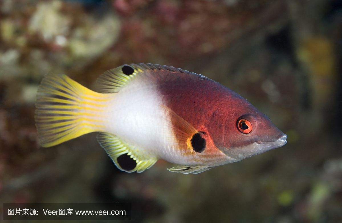 紅龍魚的飼養(yǎng)方法：海水紅龍魚的飼養(yǎng)技巧，紅龍魚的飼養(yǎng)技巧和飼養(yǎng)技巧 龍魚百科 第4張