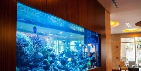 水族箱的養(yǎng)護秘籍：廣州水族箱的養(yǎng)護秘籍 魚缸百科 第4張