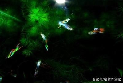 非凡魚缸是一個品牌嗎？：水族箱品牌探秘 魚缸百科 第4張