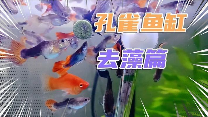 魚缸清潔秘籍：浮法玻璃魚缸清潔方法