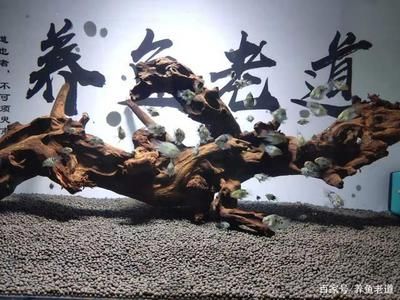 剛買回來的魚缸用高錳酸鉀溶液浸泡魚缸的消毒方法：84消毒液的使用方法 魚缸百科 第1張