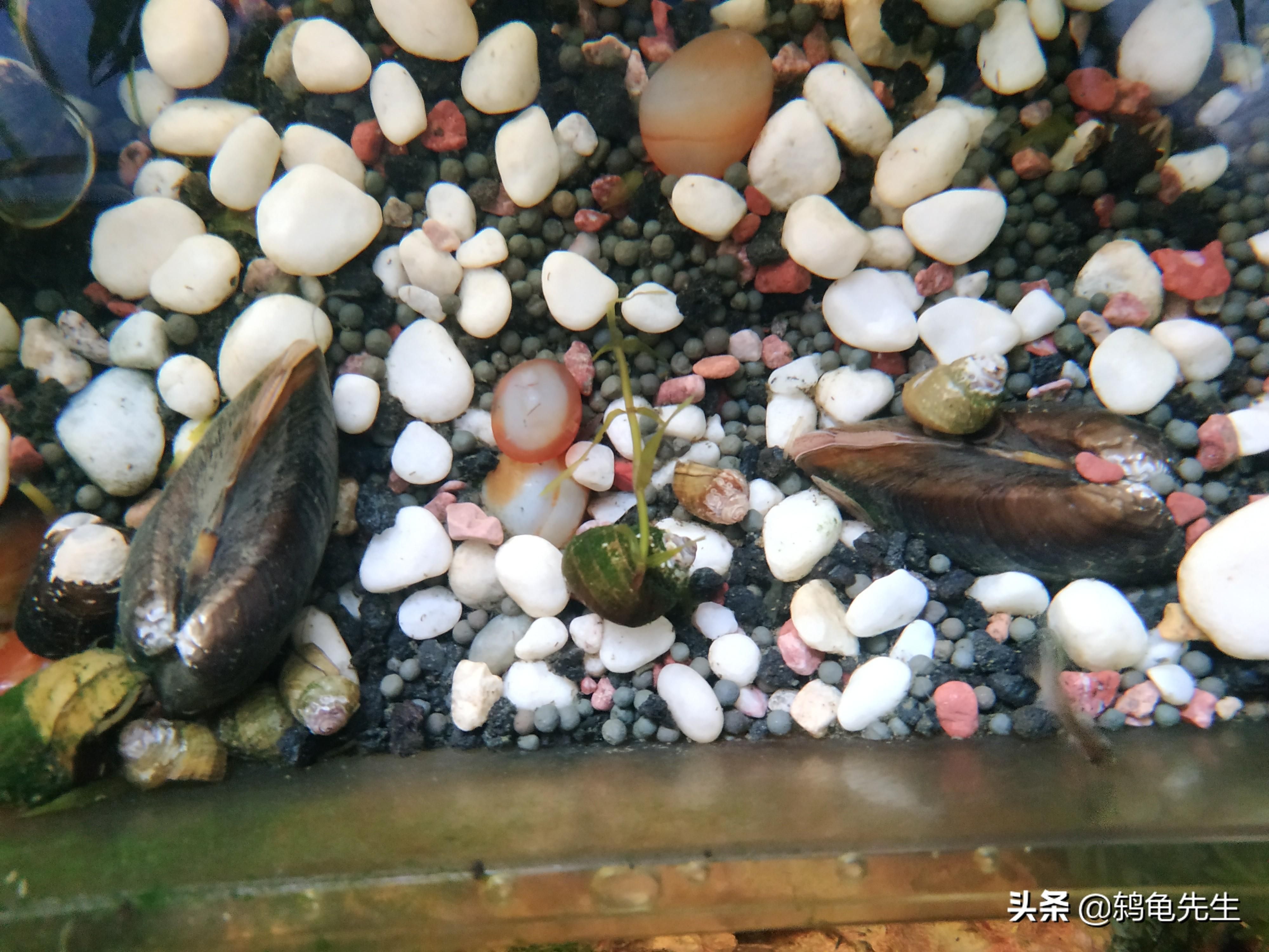 魚缸養(yǎng)河蚌在魚缸里怎么養(yǎng)河蚌在魚缸里怎么養(yǎng)河蚌：河蚌在魚缸中的飼養(yǎng)技巧 魚缸百科 第2張