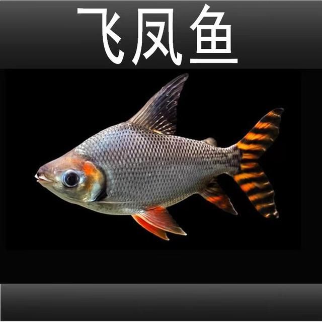 紅龍魚飼養(yǎng)技巧：紅龍魚的最佳配魚飼養(yǎng)技巧與飼養(yǎng)技巧