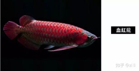 龍魚飼養(yǎng)的水溫多少度適宜？：養(yǎng)殖龍魚的注意事項