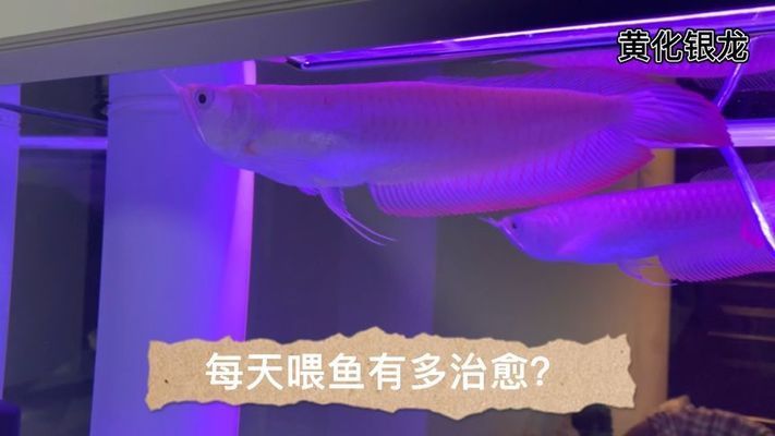 龍魚翹尾巴貼水面游是怎么回事？：龍魚翹尾巴貼水面游可能有多種原因 龍魚百科 第2張