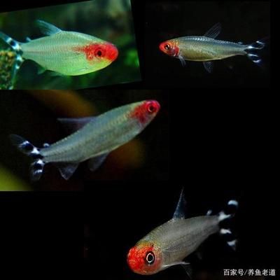 紅綠燈魚紅綠燈魚紅綠燈魚紅綠燈魚紅綠燈魚飼養(yǎng)方法：紅綠燈魚的飼養(yǎng)技巧 魚缸百科 第1張