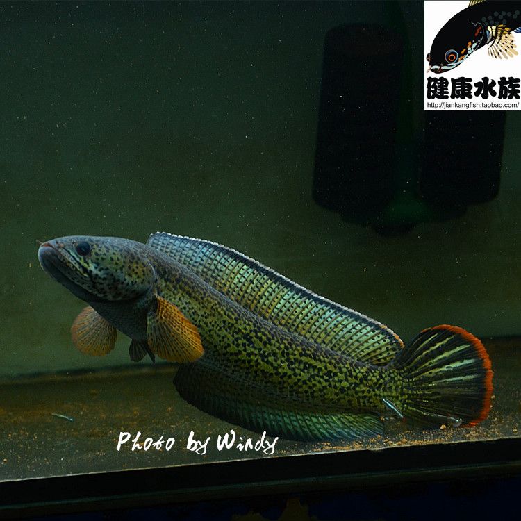 龍魚(yú)怎么配對(duì)最好的魚(yú)類(lèi)，龍魚(yú)怎么配對(duì)最好的魚(yú)：龍魚(yú)怎么配對(duì)