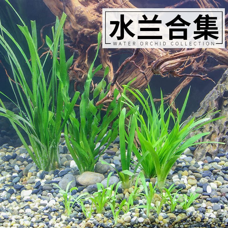 適合古法養(yǎng)魚的水草種類如何選擇適合古法養(yǎng)魚的水草種類：古法養(yǎng)魚的水草種類 魚缸百科 第4張