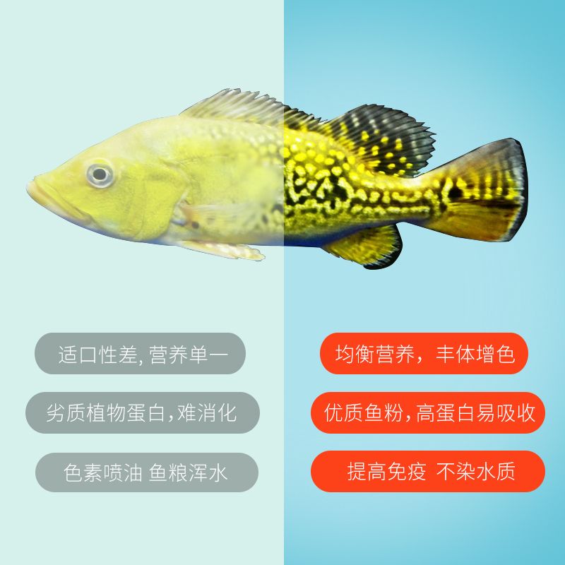 龍魚怎么喂好消化又營(yíng)養(yǎng)：喂食龍魚時(shí)，遵循“少量多餐”的原則，龍魚吃好消化又營(yíng)養(yǎng) 龍魚百科 第2張