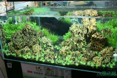 淡水魚缸造景，適合哪些水草：淡水魚缸造景推薦的幾種水草 魚缸百科 第2張