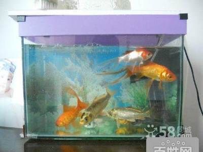 呼市最大的賣魚缸市場(chǎng)價(jià)格對(duì)不起，魚缸diy改造指南：呼和浩特賣魚缸的市場(chǎng)價(jià)格 魚缸百科 第3張