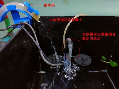 過濾桶魚缸水質管理：過濾桶魚缸加水方法 魚缸百科 第1張