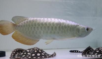 龍魚(yú)適合的水溫多少度，：龍魚(yú)適合的水溫介于24~29℃均可以適應(yīng)22~31℃的溫度 龍魚(yú)百科