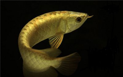 龍魚(yú)進(jìn)食后不愛(ài)游動(dòng)是怎么回事？：為什么龍魚(yú)進(jìn)食后不愛(ài)游動(dòng)？