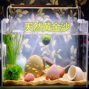 狗頭魚的飼養(yǎng)技巧：斑馬狗頭魚的飼養(yǎng)技巧 魚缸百科 第1張