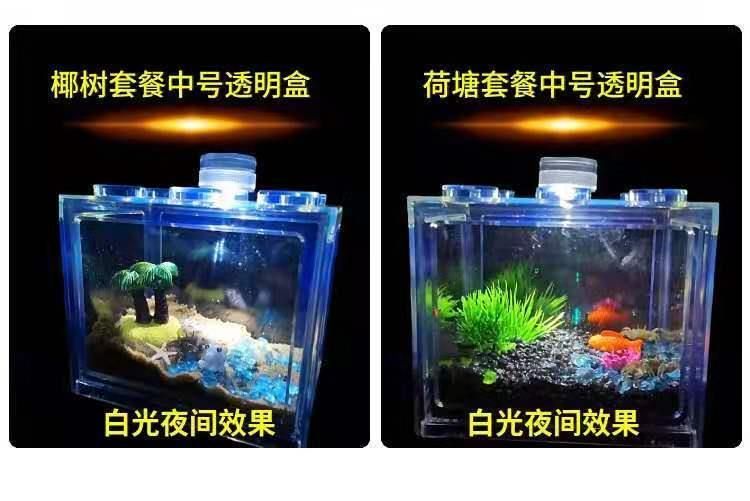 狗頭魚的飼養(yǎng)技巧：斑馬狗頭魚的飼養(yǎng)技巧 魚缸百科 第3張