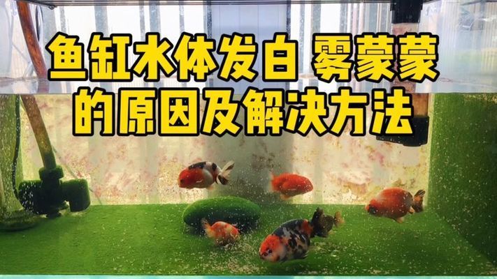 魚缸水發(fā)白霧蒙蒙通常是由于水質(zhì)問題引起的，以下幾種處理方法：魚缸水發(fā)白霧蒙蒙