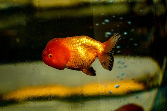 紅鯉魚的裝飾與寓意：家居風(fēng)水中的紅鯉魚 魚缸百科 第3張