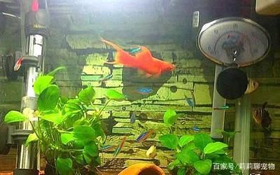 觀賞魚適合新手飼養(yǎng)的觀賞魚,觀賞魚品種及其他魚種及其其他魚種：養(yǎng)什么樣的觀賞魚好？ 魚缸百科 第1張