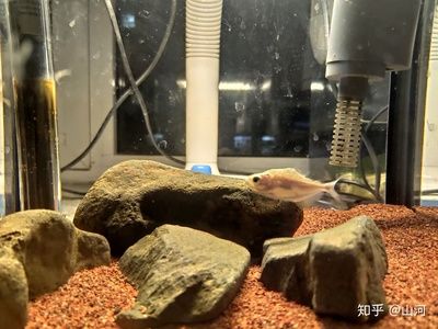 魚缸換水的科學方法：養(yǎng)魚水質管理全攻略 魚缸百科 第3張