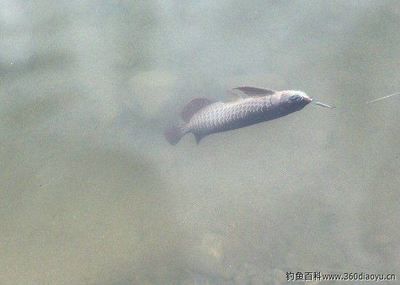 野釣龍魚的注意事項(xiàng)：野釣實(shí)拍“野釣實(shí)拍，居然弄到了野生龍魚” 龍魚百科 第2張